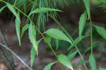 Small bonny bellflower